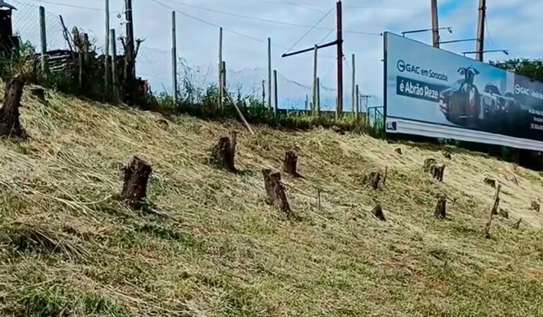 Raul Marcelo repudia corte de árvores na Praça Lions e cobra explicações da Prefeitura de Sorocaba