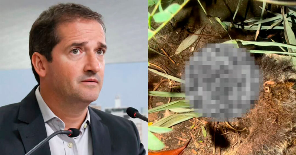 Raul Marcelo aciona Cetesb e MP após morte de saguis e possível crime ambiental em obra da Prefeitura de Sorocaba na Zona Oeste Raulanimais 1024x538